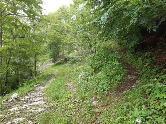 Dettaglio del sentiero