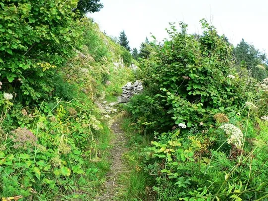 Dettaglio del sentiero