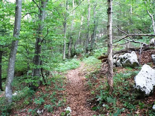 Dettaglio del sentiero