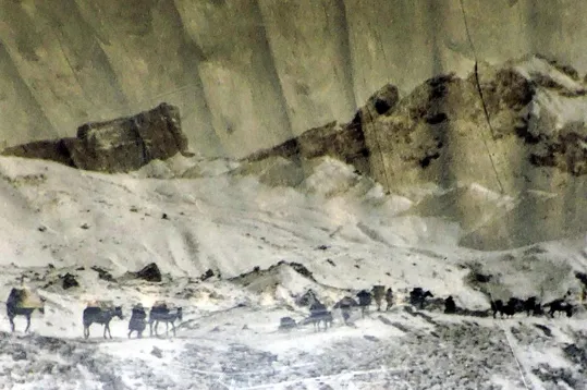 Colonna di muli per i rifornimenti