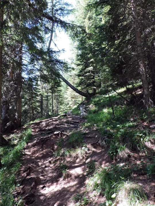 Cinque Torri - sentiero nel sottobosco