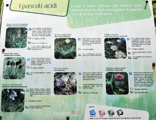 Tabella dei fiori che si potrebbero trovare lungo il percorso