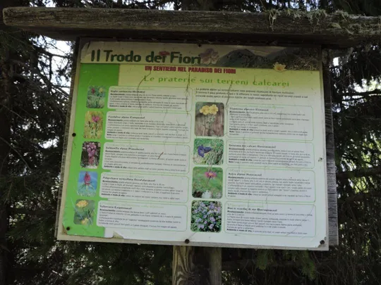 Un'altra tabella dei fiori