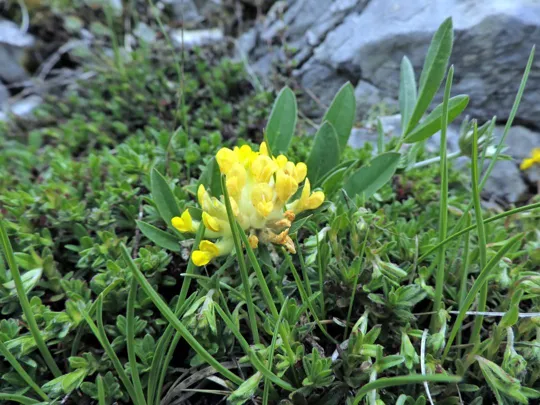 Antillide vulneraria