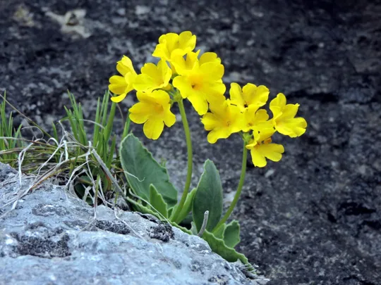 Primula auricola