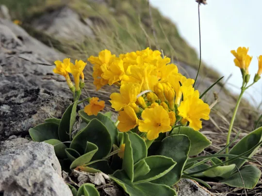 Primula auricola