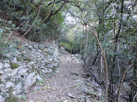 Dettaglio del sentiero