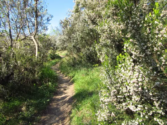 Sentiero tra le eriche in fiore