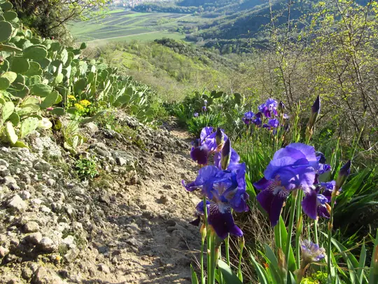 Iris e Fichi d'india nani