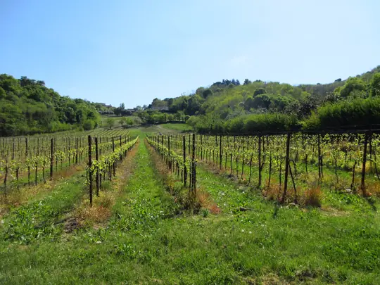 Vigneto vicino all'abbazia