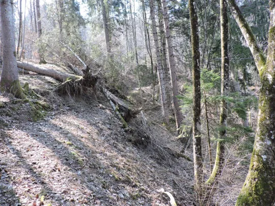 Qualche albero abbattuto