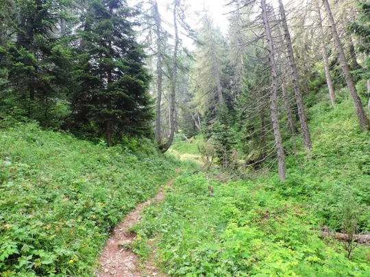 Corno Battisti - particolari del sentiero