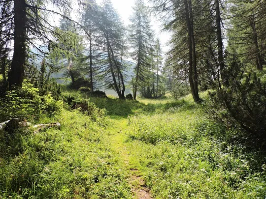 Corno Battisti - particolari del sentiero