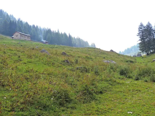 Corno Battisti - nei pressi di malga Zocchi