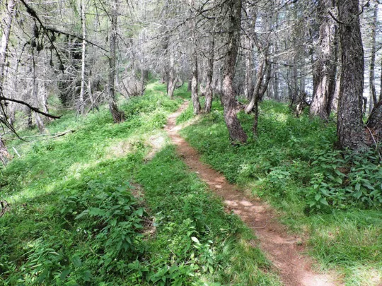 Corno Battisti - particolare del sentiero