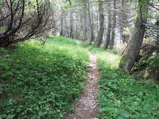 Corno Battisti - particolari del sentiero