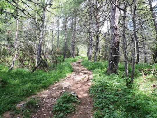 Corno Battisti - particolari del sentiero