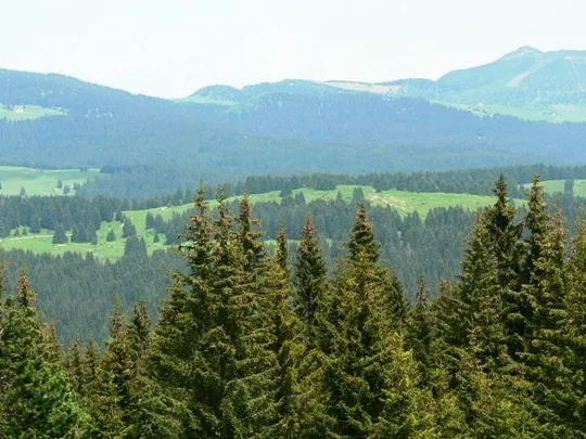 Forte Luserna - Monte Basson, Porta Manazzo, Larici
