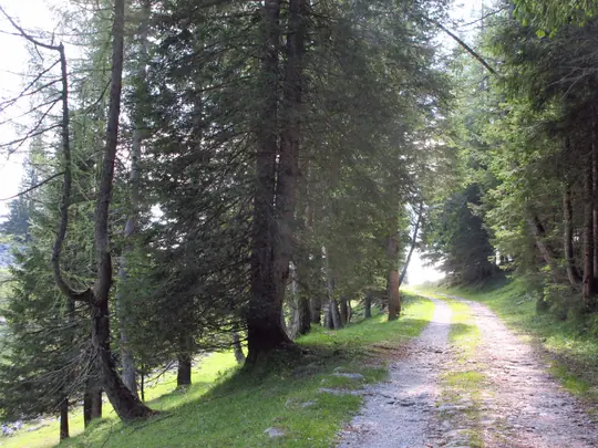 Poco prima dell'uscita dal bosco