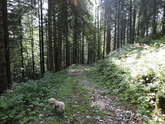 Si rientra nel bosco