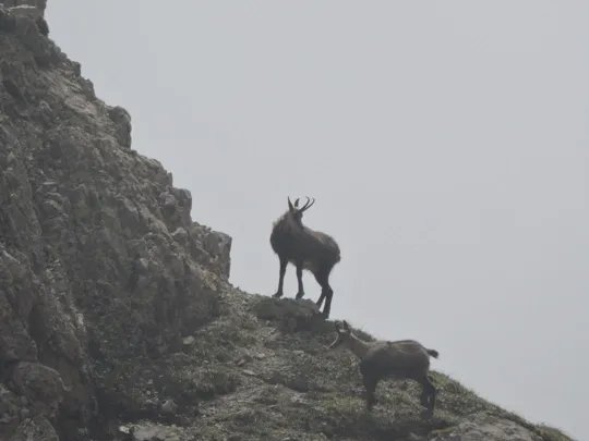 Cima Mosca - Camosci