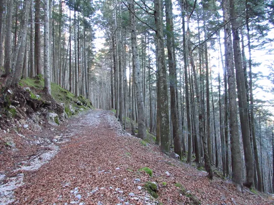 Dettaglio della strada