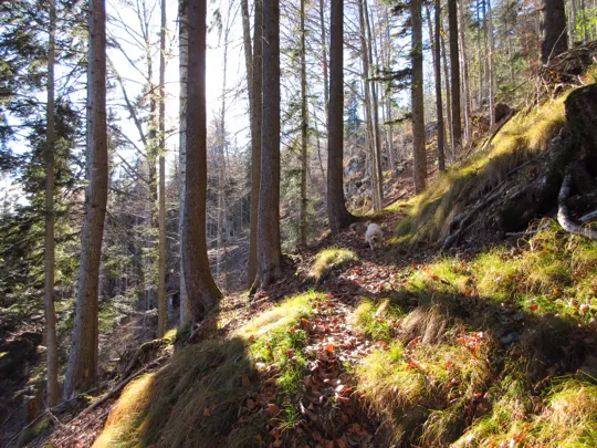 Dettaglio del sentiero