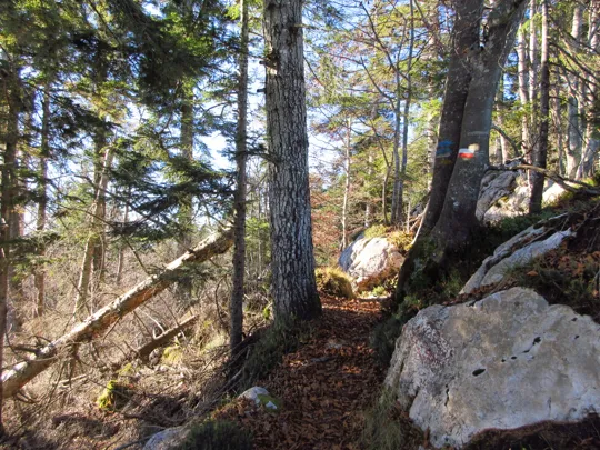 Dettaglio del sentiero