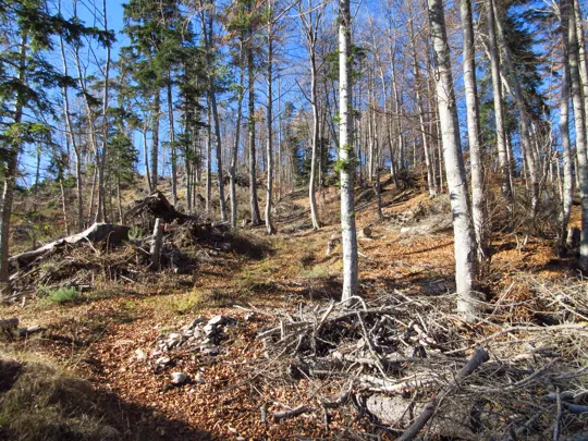 Dettaglio del percorso