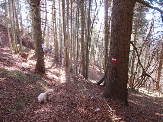 Dettaglio del sentiero