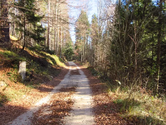 Dettaglio della strada