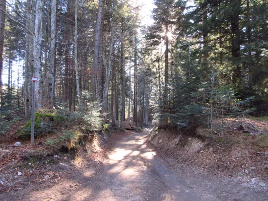 Dettaglio della strada