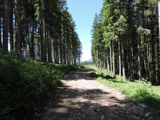 Dettaglio della strada