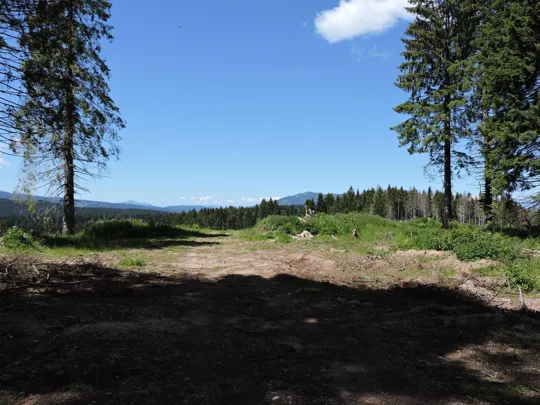 Fine del tratto boschivo