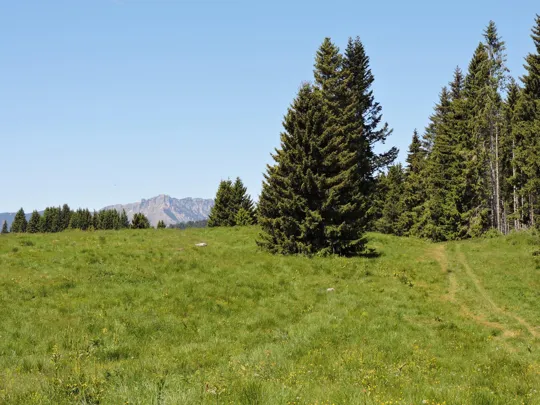 Tratto su percorso erboso