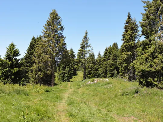 Tratto su percorso erboso