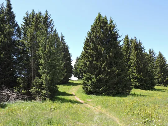 Dettaglio del sentiero