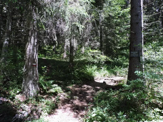 Dettaglio del sentiero