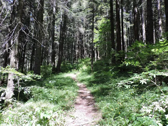 Dettaglio del sentiero