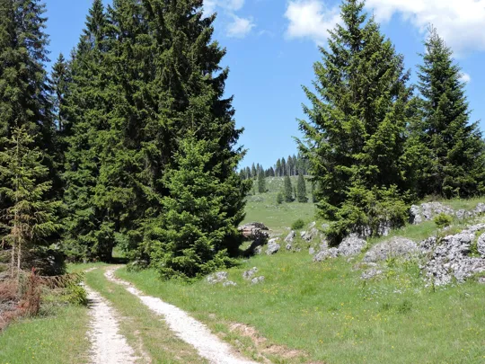 La strada verso malga Camporosà