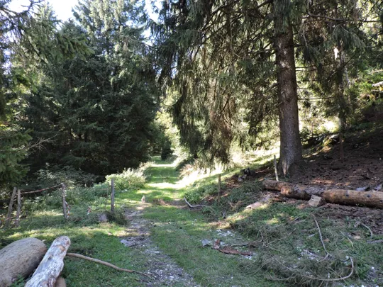 Dettaglio del percorso all'inizio della strada forestale