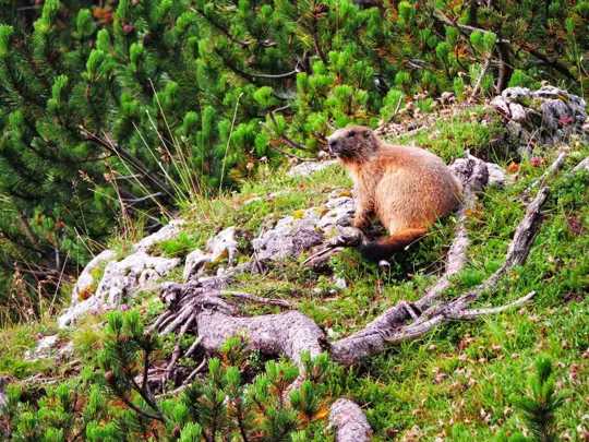 Marmotta di guardia al percorso