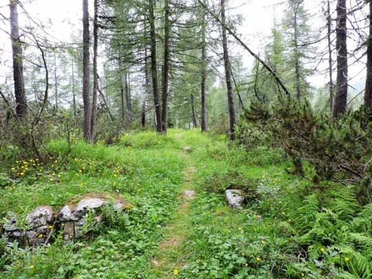 Dettaglio del sentiero