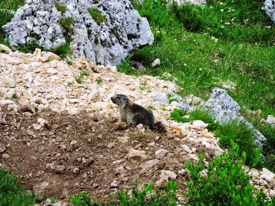 Sentinella alla Dolina degli Sloveni