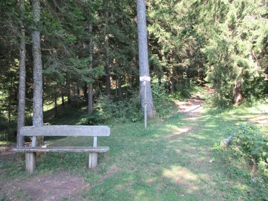 Inizio del sentiero nel bosco