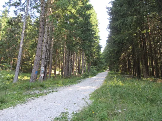 Dettaglio della strada forestale