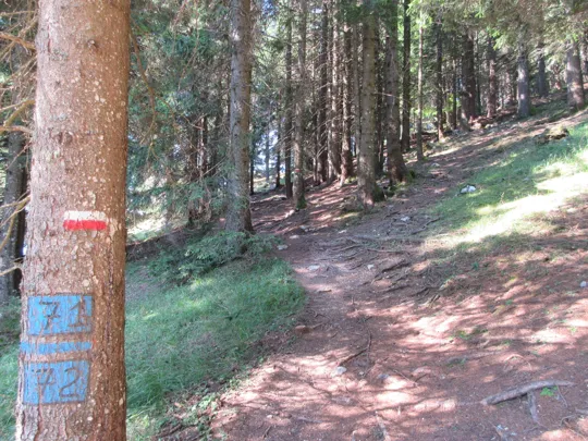 Dettaglio del sentiero