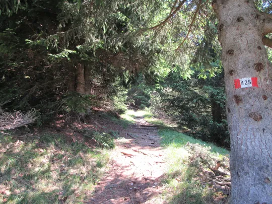 Dettaglio del sentiero all'inizio del bosco