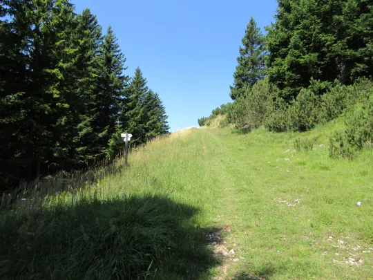 Termine del sentiero nel bosco