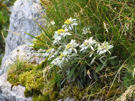 Magnifiche stelle alpine